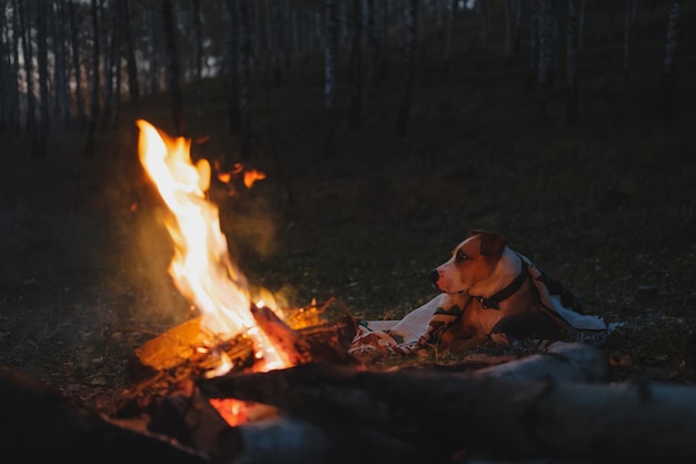 Cão lindo em um cobertor ao ar livre cena da natureza de outono cão senta-se na floresta frio e frio