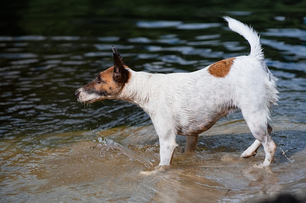 Cão liso fox terrier fica na água. cão ativo brincalhão pelo rio na luz solar natural