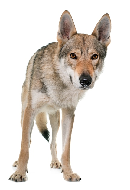 Foto cão lobo checoslovaco