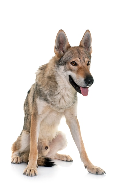 Cão lobo da Checoslováquia na frente de um fundo branco