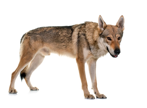 Cão lobo da Checoslováquia na frente de um fundo branco