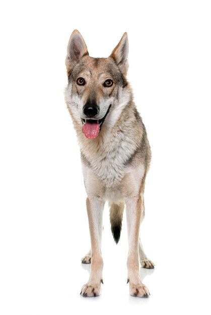 Cão-lobo da Tchecoslováquia