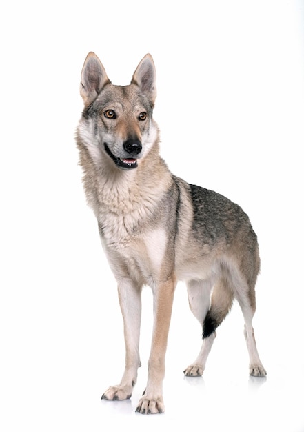 Cão-lobo da Tchecoslováquia