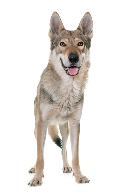 Cão-lobo da Tchecoslováquia