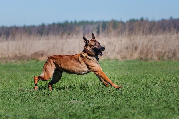 Cão malinois de trabalho. cão pastor belga. polícia, cão de guarda