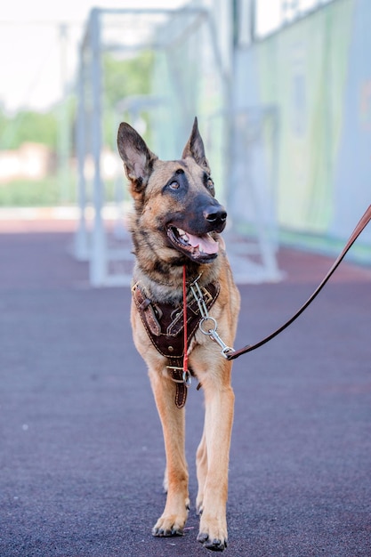 Cão malinois de trabalho. Cão pastor belga. Polícia, cão de guarda