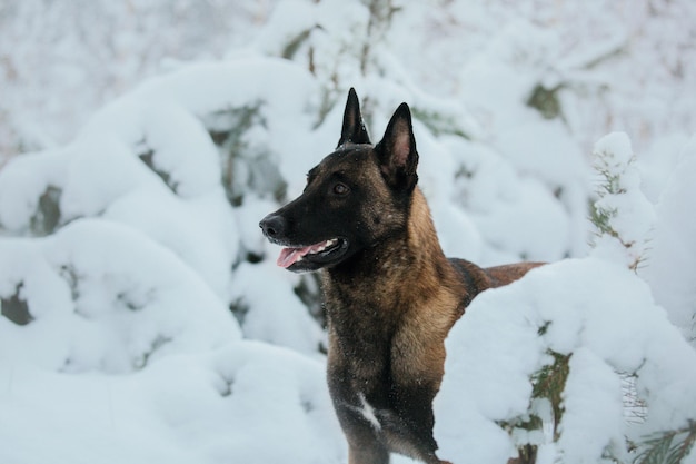 Cão malinois de trabalho. Cão pastor belga. Polícia, cão de guarda