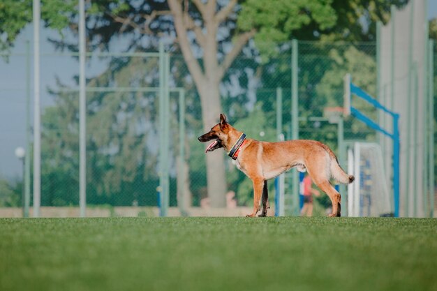 Cão malinois de trabalho. Cão pastor belga. Polícia, cão de guarda