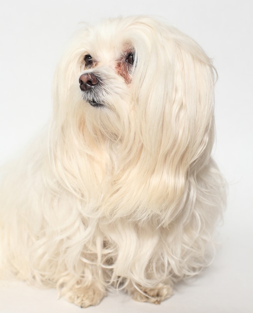 Cão maltês fêmea em um branco