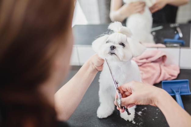 Cão maltês no salão de beleza foto de alta qualidade