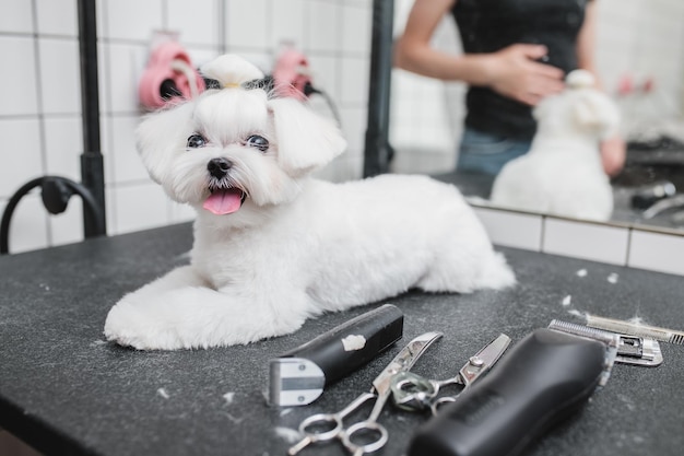 Cão maltês no salão de beleza foto de alta qualidade