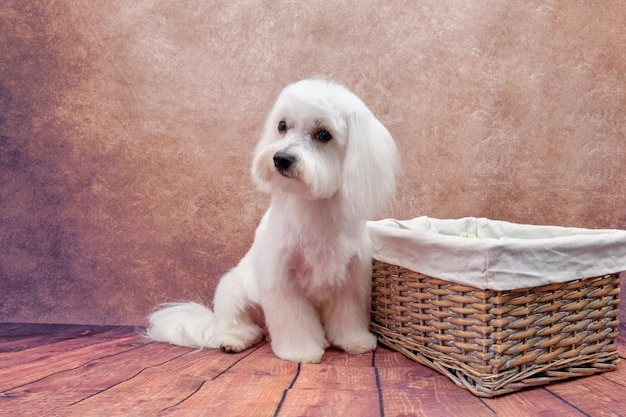 Cão maltês senta-se perto de uma cesta de vime em um fundo vintage após a limpeza