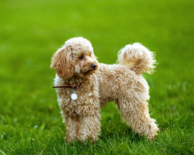 Cão Maltipoo no gramado verde do parque