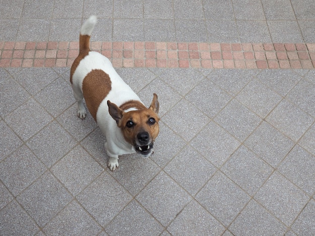 cão mamífero animal