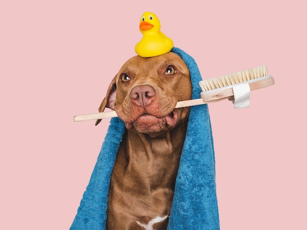 Foto cão marrom bonito toalha azul pato de borracha amarelo e escova de lavagem cão de limpeza closeup dentro de casa tiro de estúdio conceito de cuidado educação obediência treinamento e criação de animais de estimação