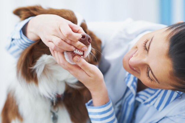 Cão marrom border collie durante visita ao veterinário Foto de alta qualidade