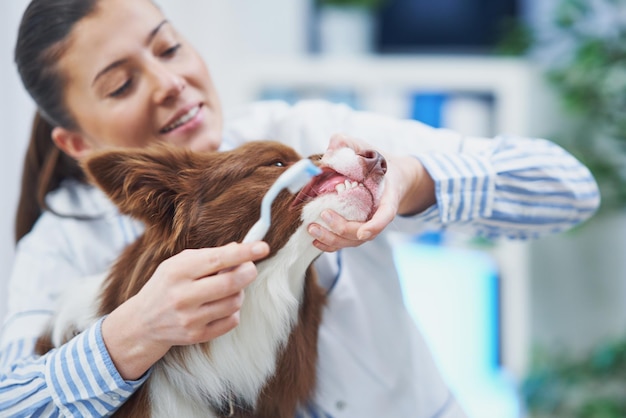 Cão marrom border collie durante visita ao veterinário Foto de alta qualidade