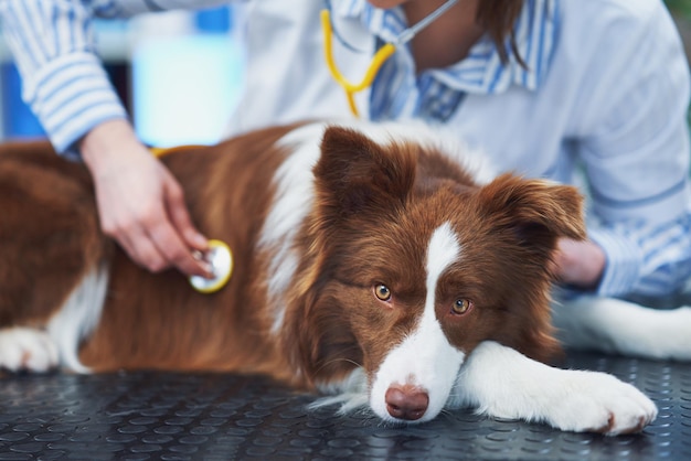 Foto cão marrom border collie durante visita ao veterinário foto de alta qualidade