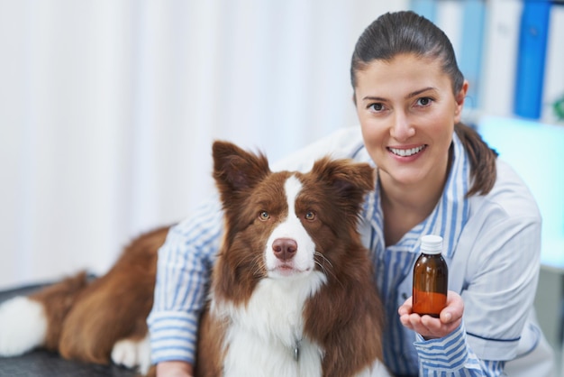 Cão marrom border collie durante visita ao veterinário Foto de alta qualidade