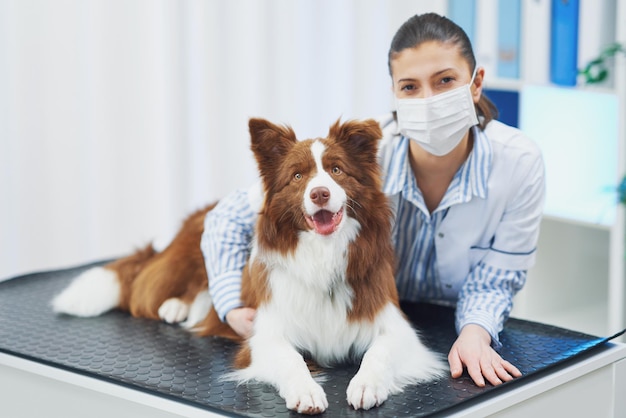 Cão marrom border collie durante visita ao veterinário Foto de alta qualidade