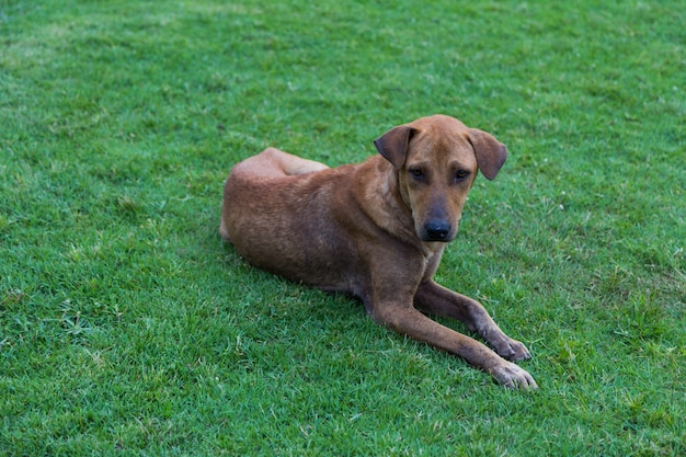 Cão marrom feliz rola e vira o fundo da grama verde