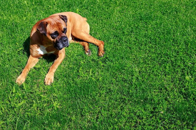 Cão marrom na vista superior do gramado verde