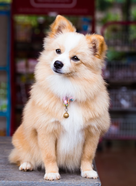 Cão marrom que está de vista para a frente.