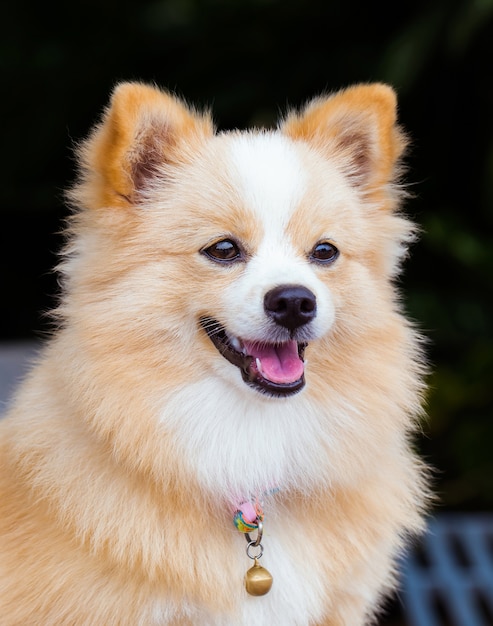 Cão marrom que está de vista para a frente.