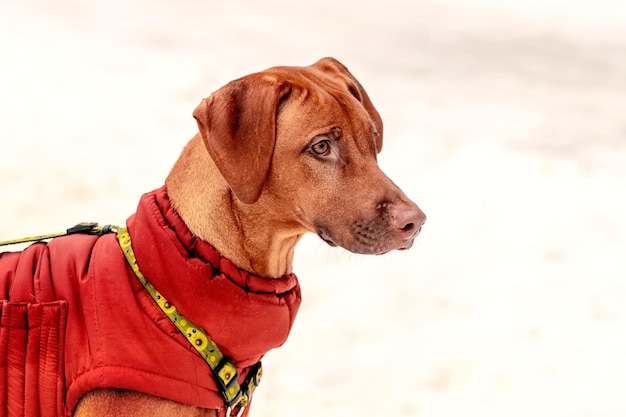 Cão marrom ridgeback em roupas quentes no inverno em um fundo claro fechado no perfil