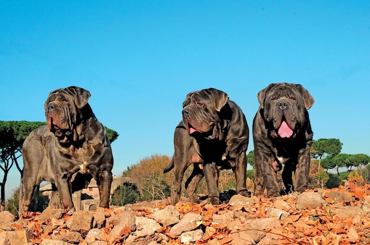 Foto cão mastim napolitano