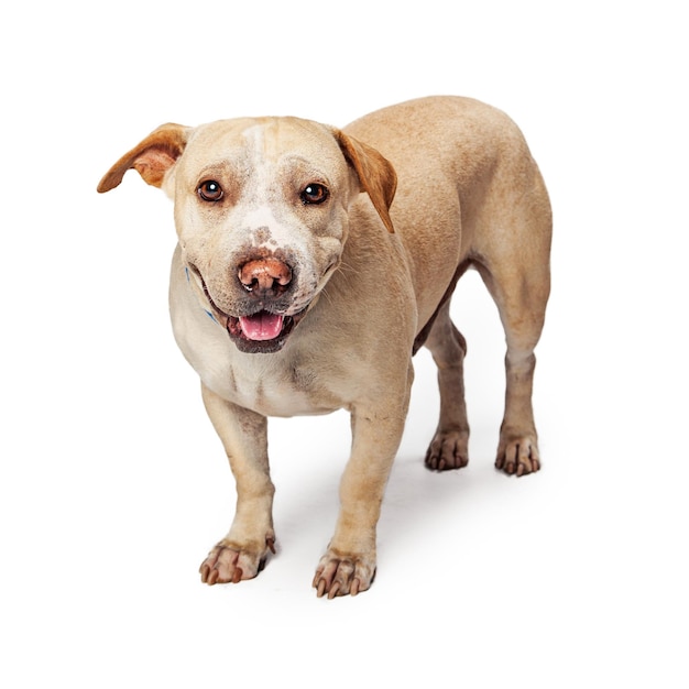 Cão mestiço atarracado feliz olhando