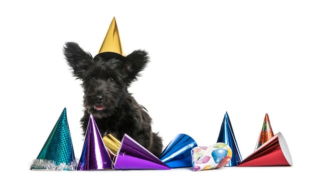 Foto cão mestiço com chapéus de festa