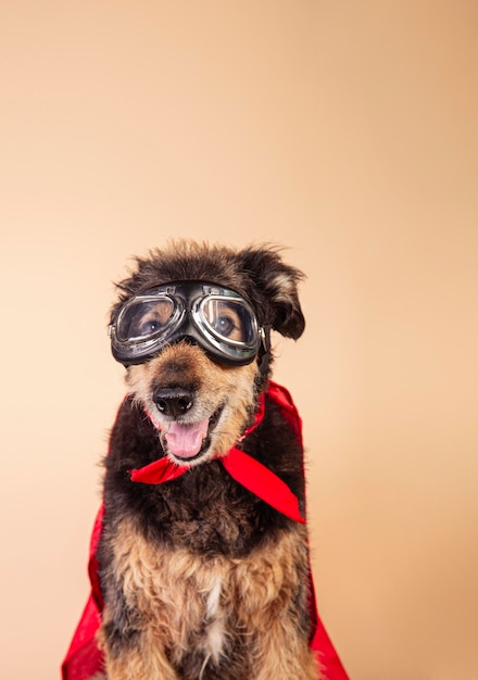 Cão mestiço engraçado com uma capa vermelha e óculos vestidos como um personagem de super-herói