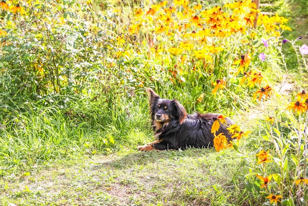 Cão mestiço feliz e ativo ao ar livre na grama em um dia ensolarado de verão.