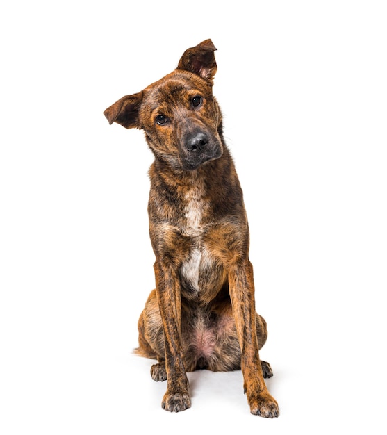 Cão mestiço isolado em branco