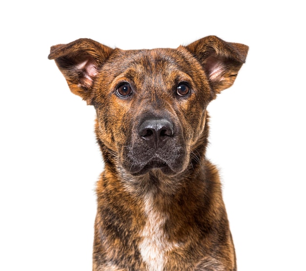 Cão mestiço isolado em branco