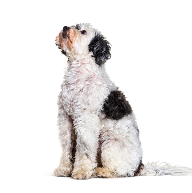 Cão mestiço isolado em branco