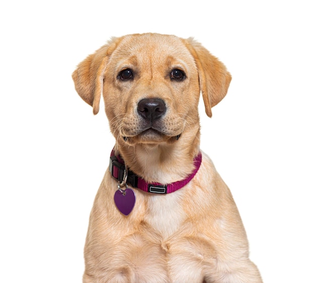 Cão mestiço isolado em branco