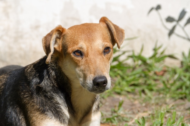 Cão mestiço no sol