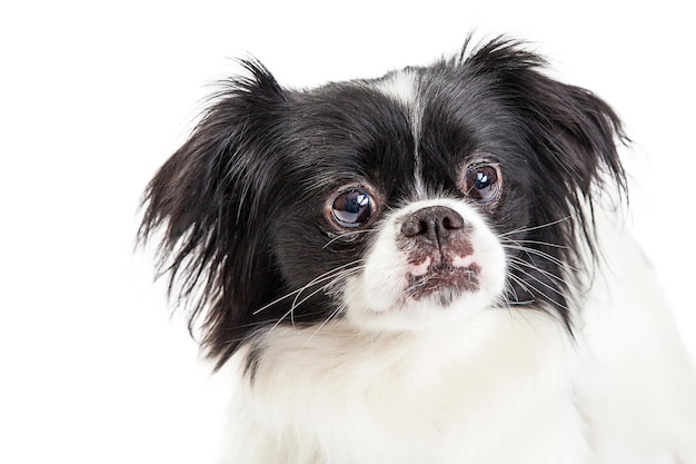 Cão mestiço pequinês de retrato em branco