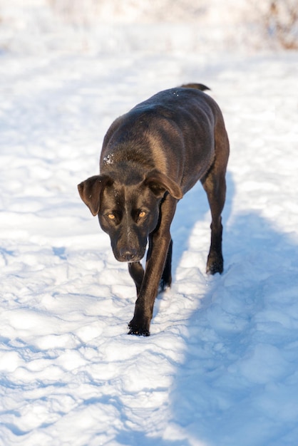 Cão mestiço preto caminha na neve e olha para a câmera com olhos amarelos