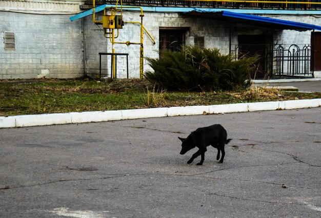 Cão mestiço sem-teto no parque da cidade