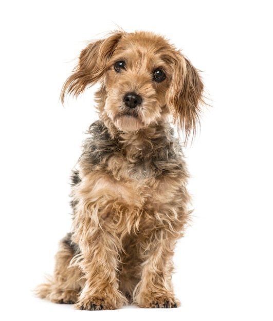 Cão mestiço sentado, isolado no branco