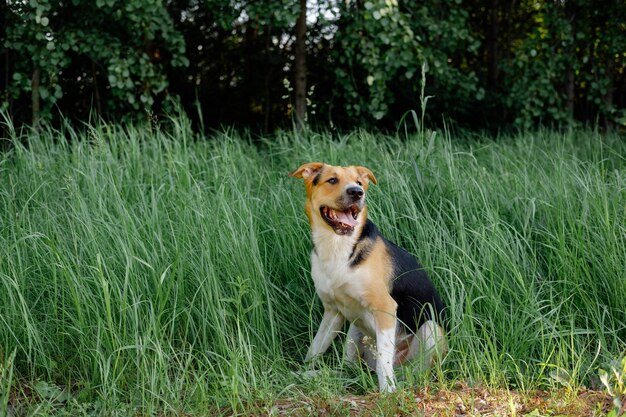 Cão monrão tricolor sentado na grama com a língua para fora. Cão exangue caminhando para o parque no dia de verão.