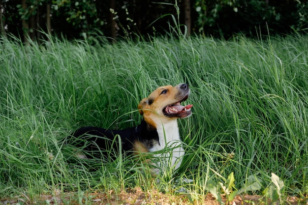 Cão monrel tricolor deitado na grama com a língua para fora. Cão exangue caminhando para o parque no dia de verão.