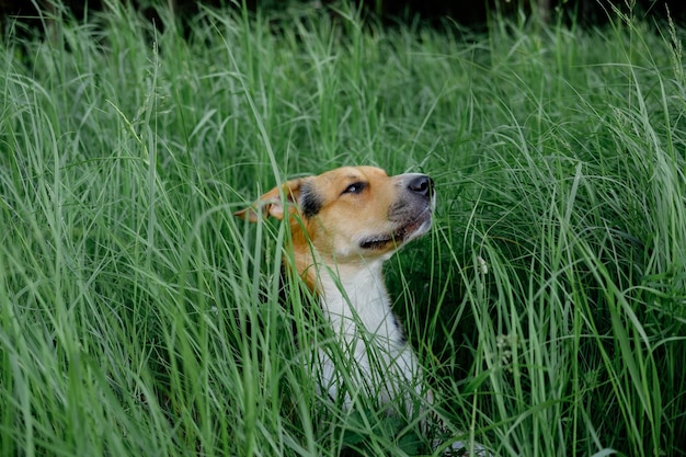 Cão monrel tricolor sentado na grama. Cão exangue caminhando para o parque no dia de verão.