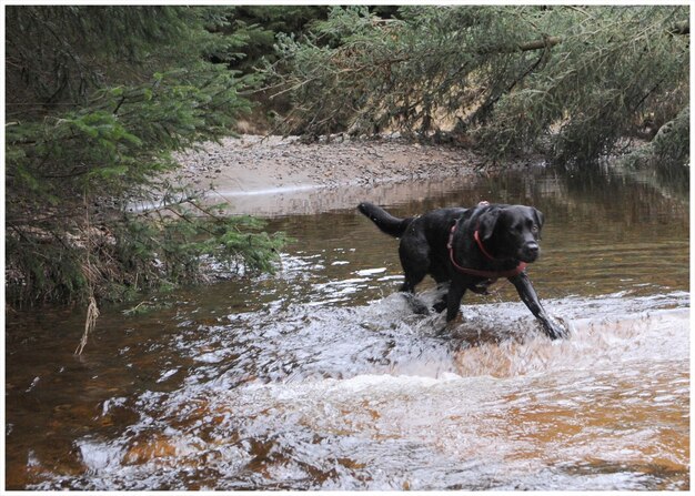 Foto cão na água