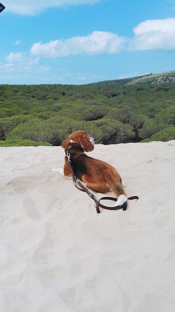 Cão na areia