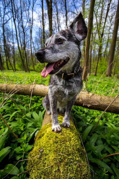 Foto cão na árvore contra o céu.