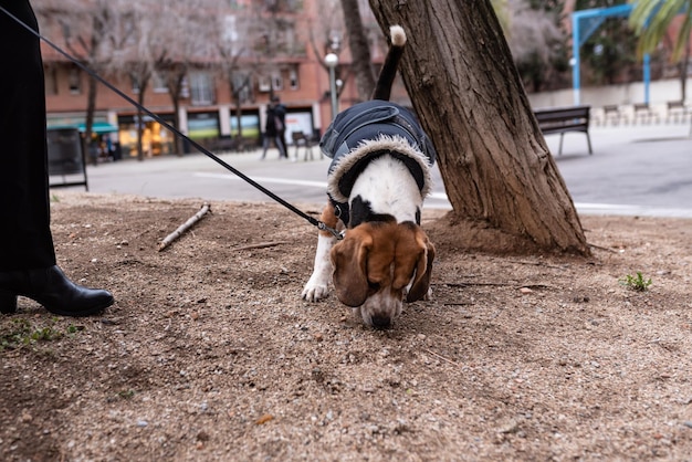Cão na coleira cheirando a sujeira em um parque ao lado de uma árvore beagle vestindo um casaco de cachorro